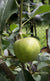 Honeycrisp™ Apple (Semi-Dwarf)