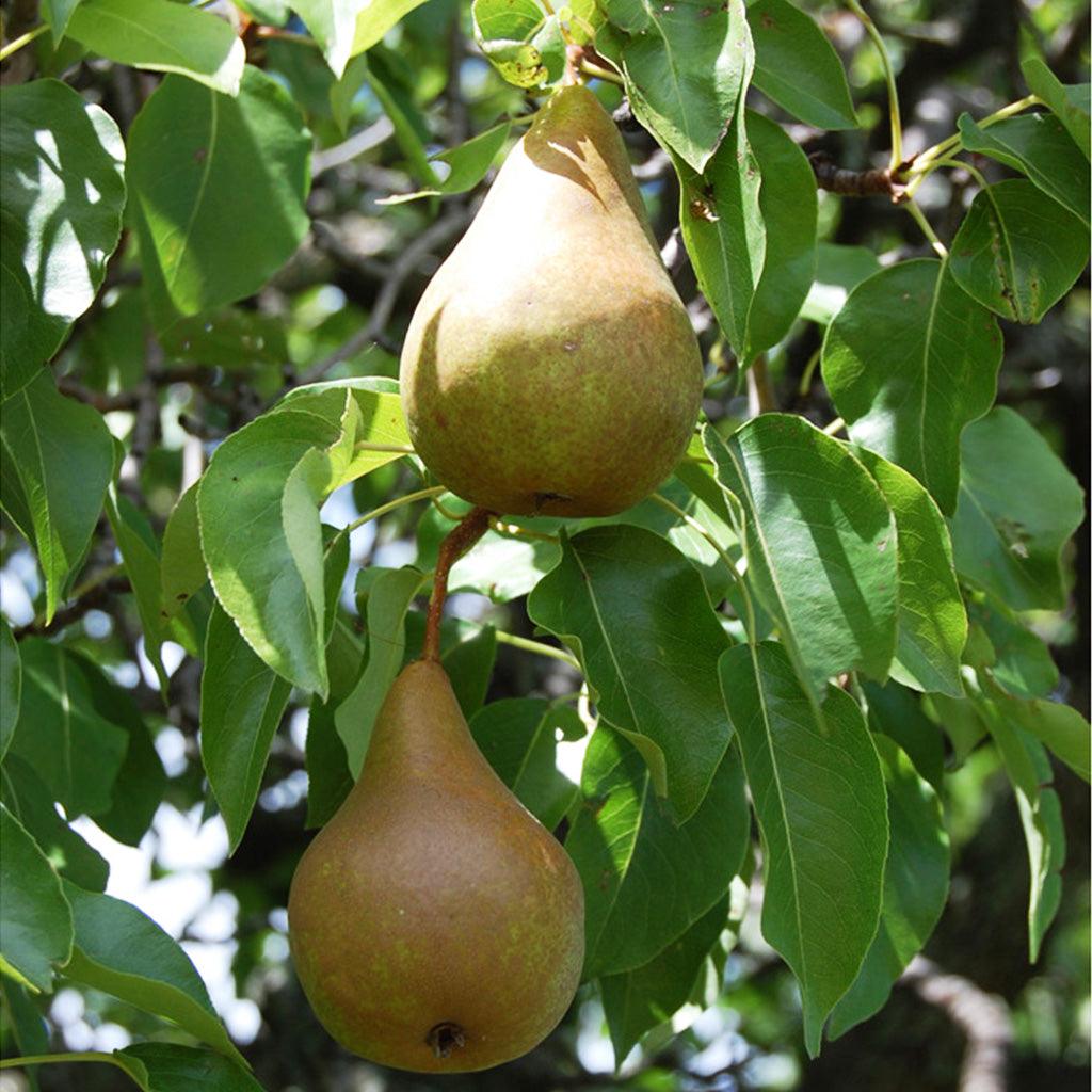 Kosui Pear Oriental Tree