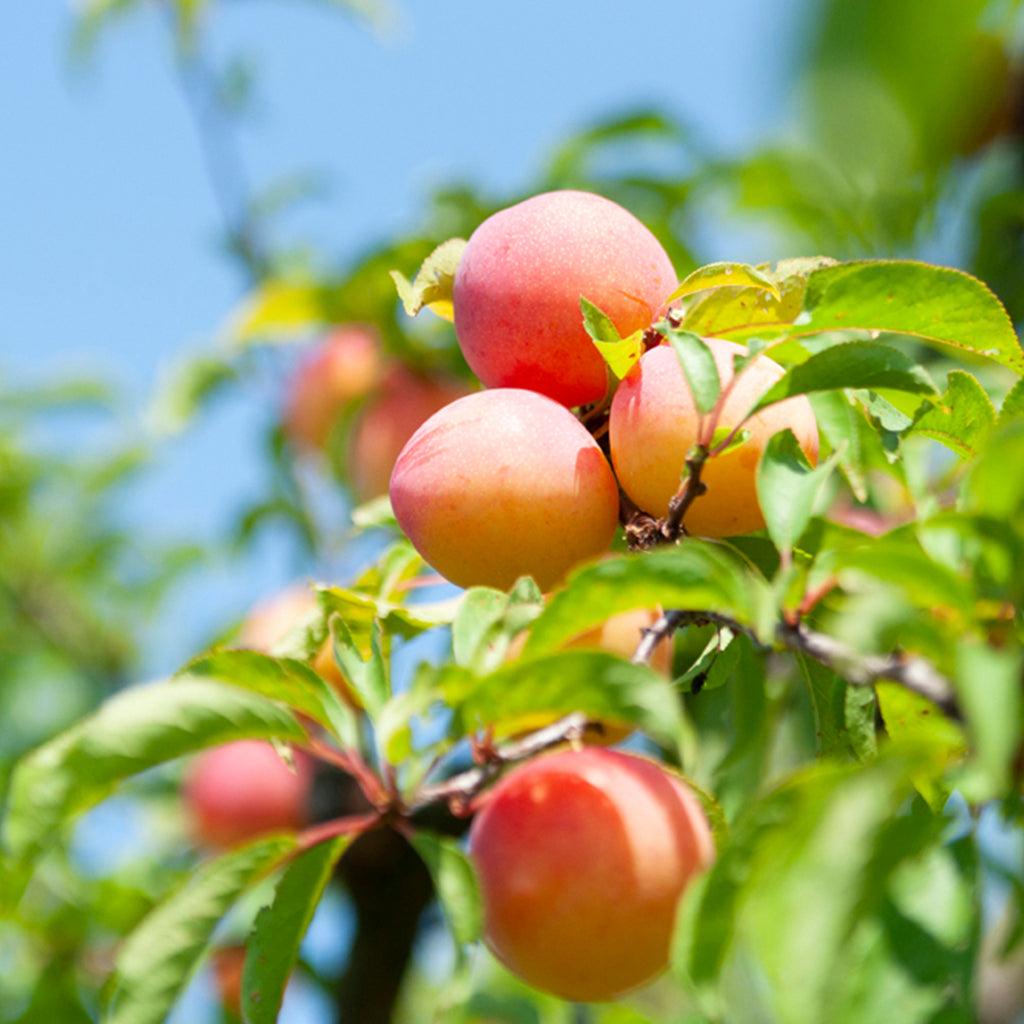 Seneca Plum European Semi-Dwarf Tree