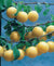 Yellow Egg Plum European Semi-Dwarf Tree