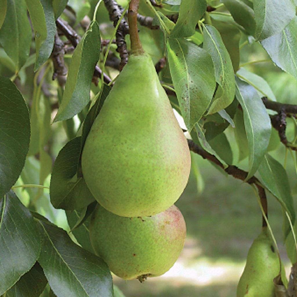 4-in-1 Pear Tree (Combo)