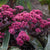This exceptional variety features dark turquoise leaves with a mesmerizing smoky gray overlay, creating a unique and captivating appearance. As the season progresses, the plant bursts into a spectacular display of rosy pink flowers, adorned with hot pink carpels, creating a stunning contrast against the foliage.
