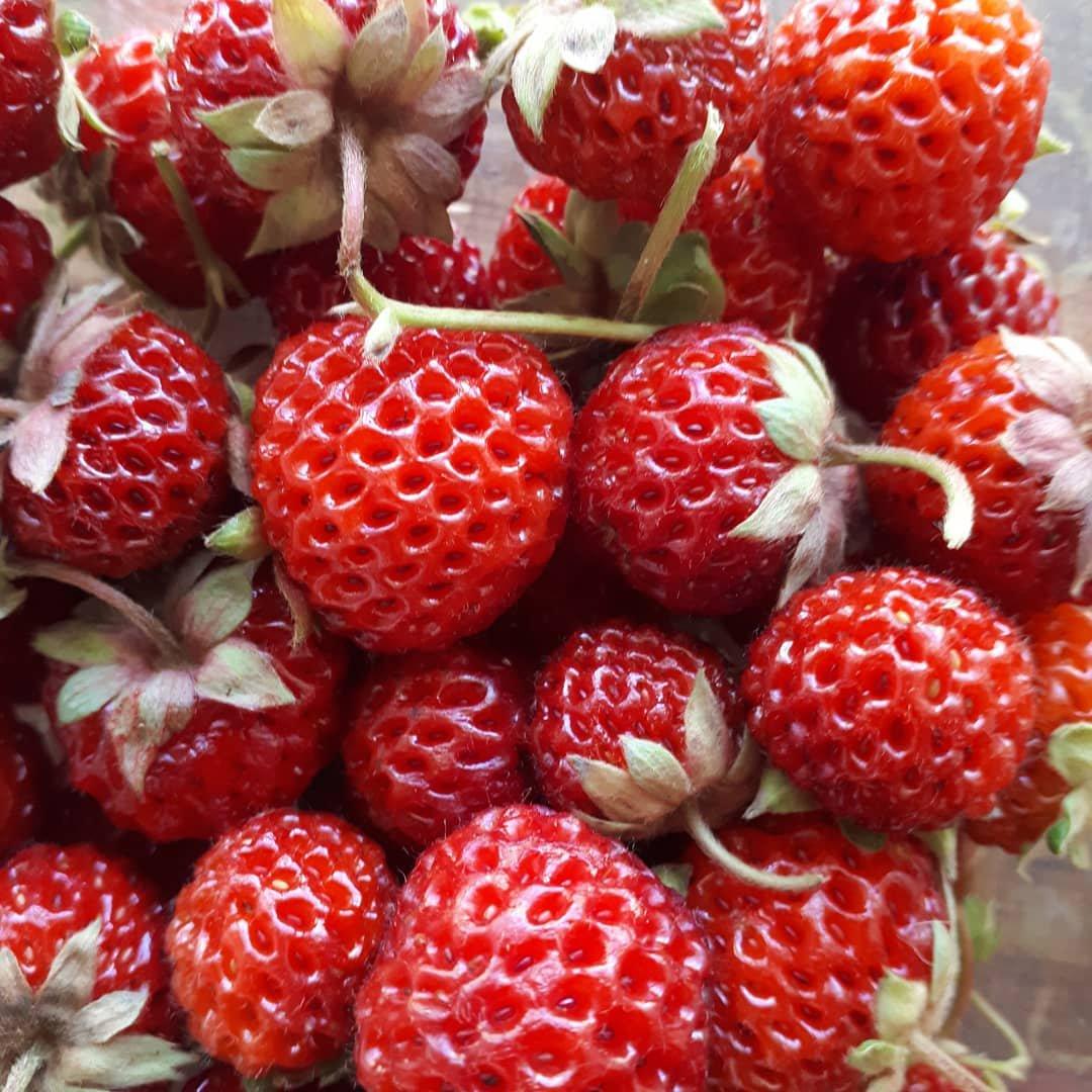 Strawberry - Framberry®