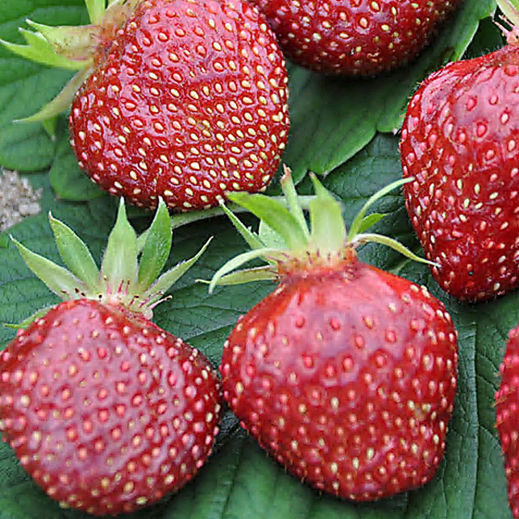 Strawberry - Cherry Berry