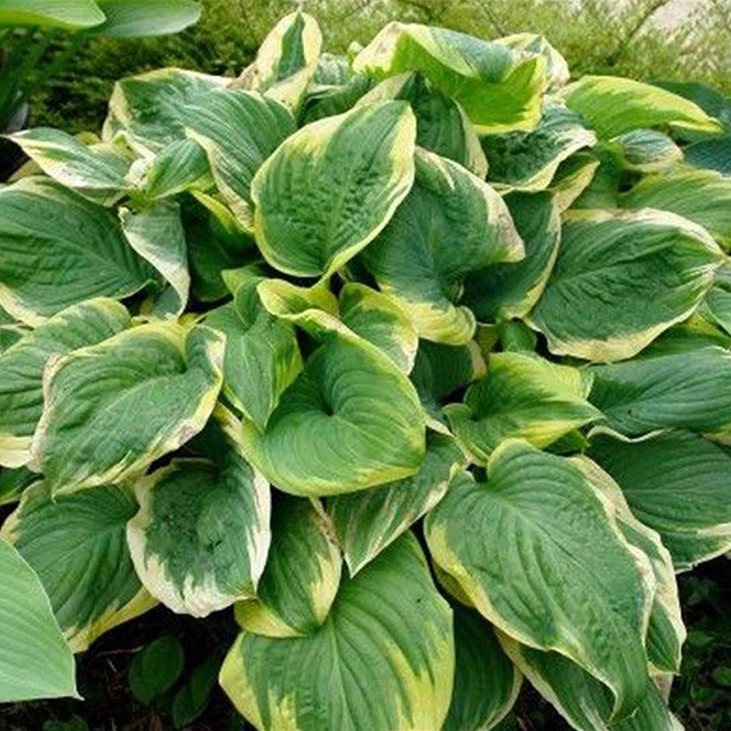 This Hosta variety features dark green leaves with a narrow yellow margin that gracefully fades to white during the summer months, creating a beautiful contrast. Forming a large and attractive mound, it becomes a prominent focal point in any garden setting. Adding to its allure, it produces fragrant white flowers in late summer, infusing the air with a delightful scent. Spreads 60cm, ideal for zone 3. 