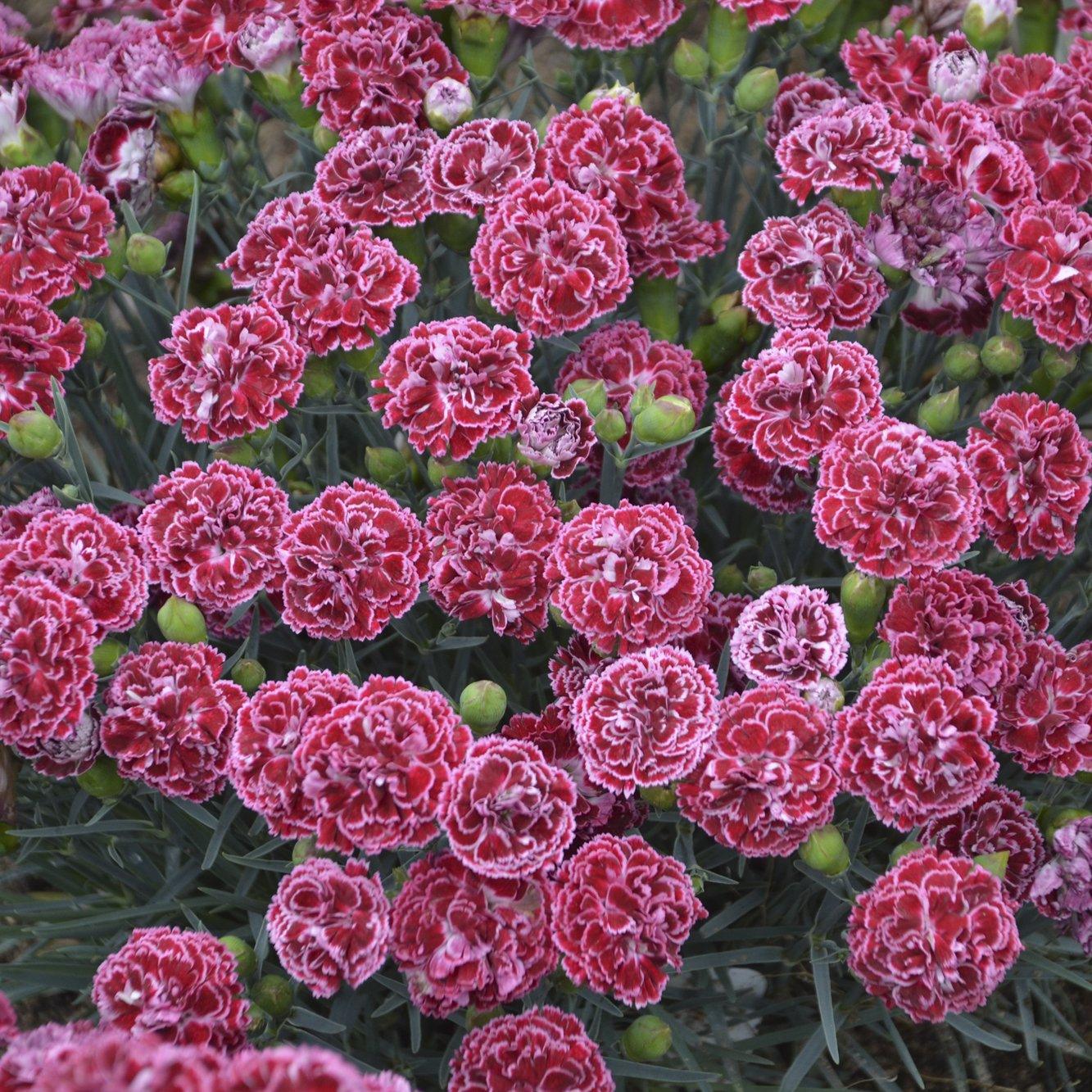 Fruit Punch® Cherry Vanilla Pinks PW® - Sheridan Nurseries