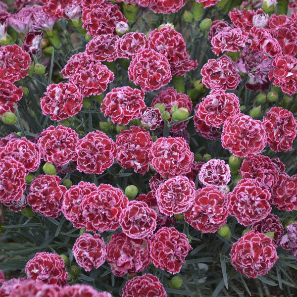 S43642_Fruit_Punch_Cherry_Vani
