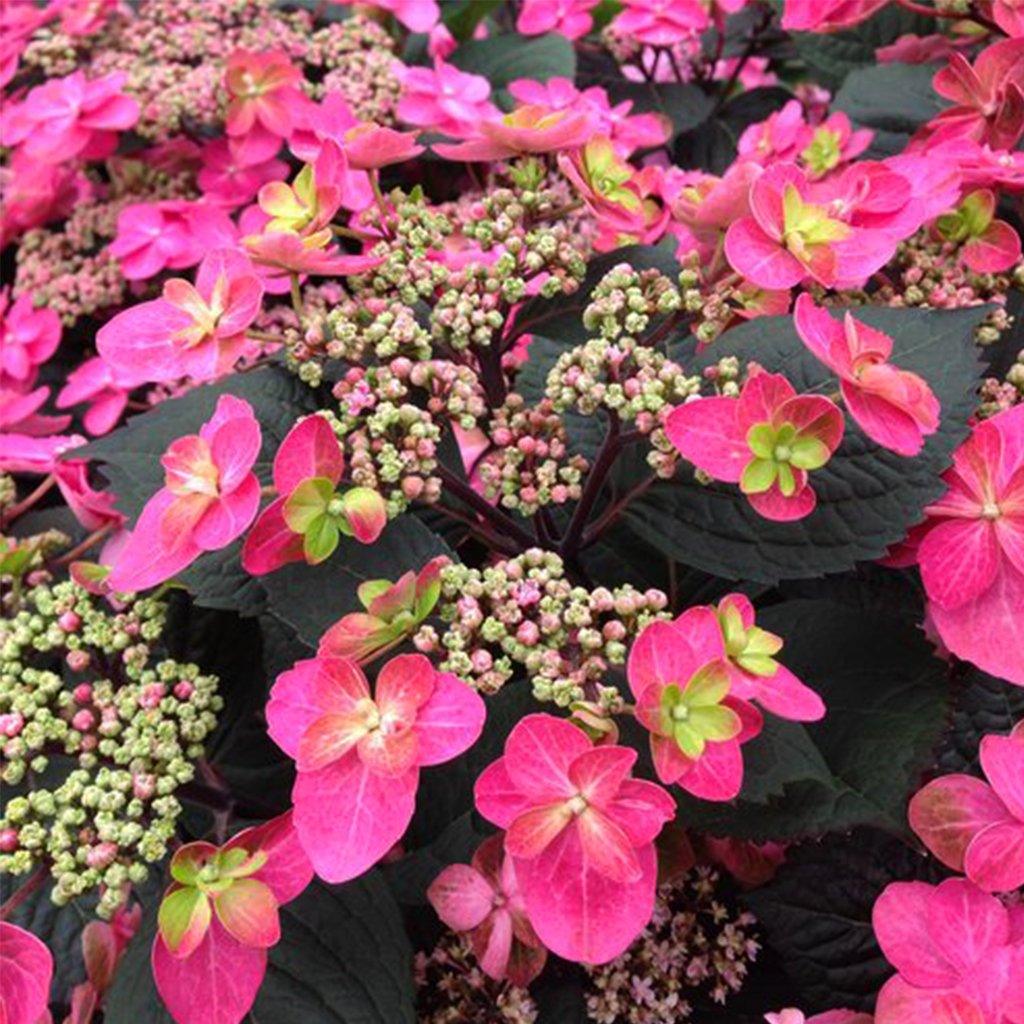 Tuff Stuff Red Mountain Hydrangea PW®  #3 PW Cont