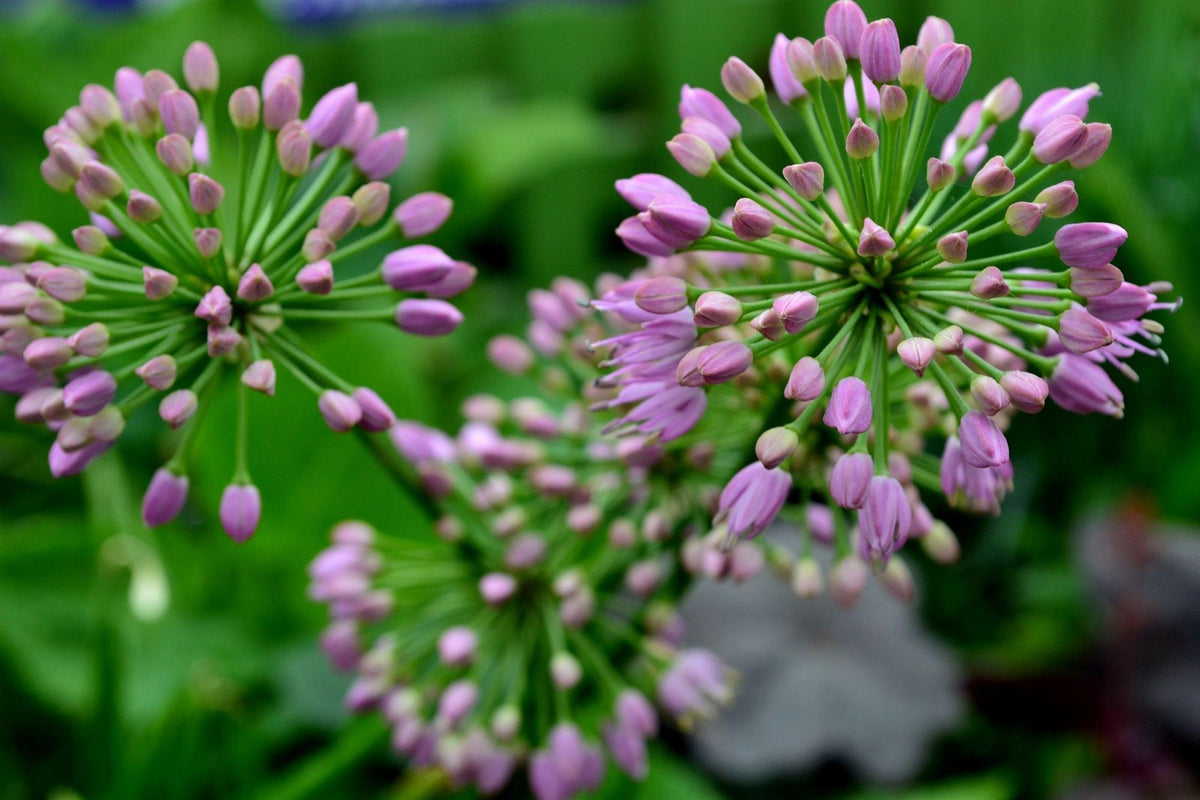 The Millenium Flowering Onion is a captivating perennial featuring rosy-purple globe flowers that beautifully contrast against its striking green foliage. The flowers emerge atop the plant, creating an eye-catching display. This plant is a magnet for bees and butterflies, drawing them in with its abundant nectar and providing a valuable food source for these pollinators. 