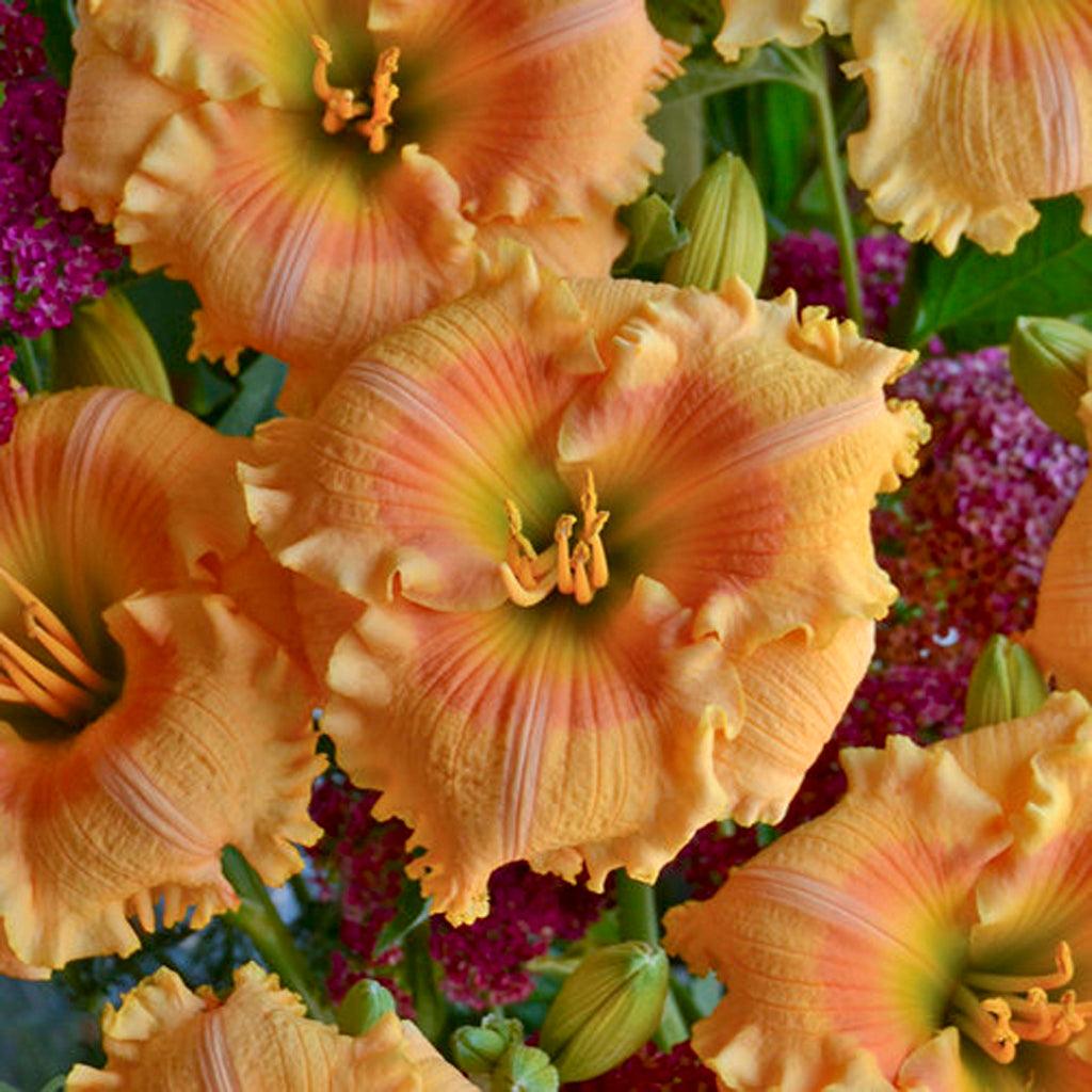 Rainbow Rhythm® Orange Smoothie Daylily Pw® # 1 PW Cont