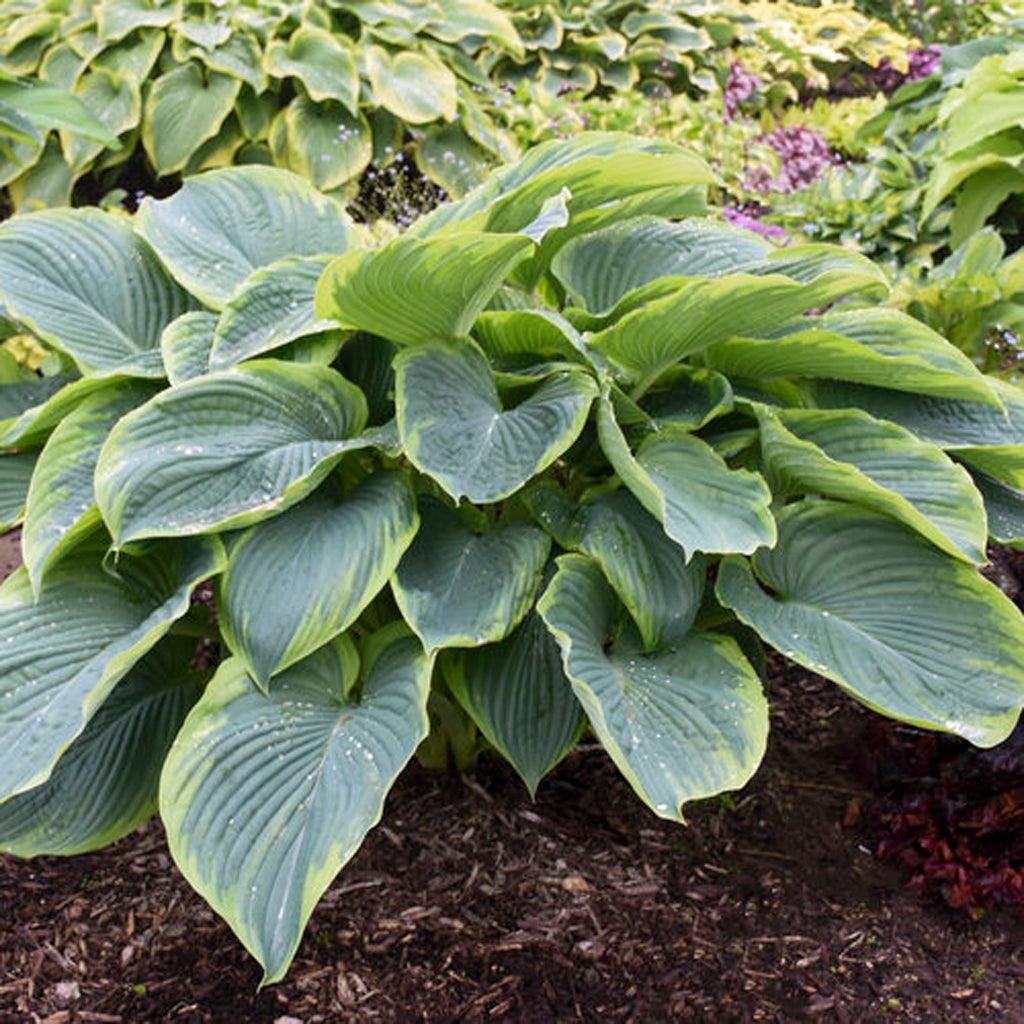 Shadowland® Wu-La-La Hosta Pw® #1 PWCont