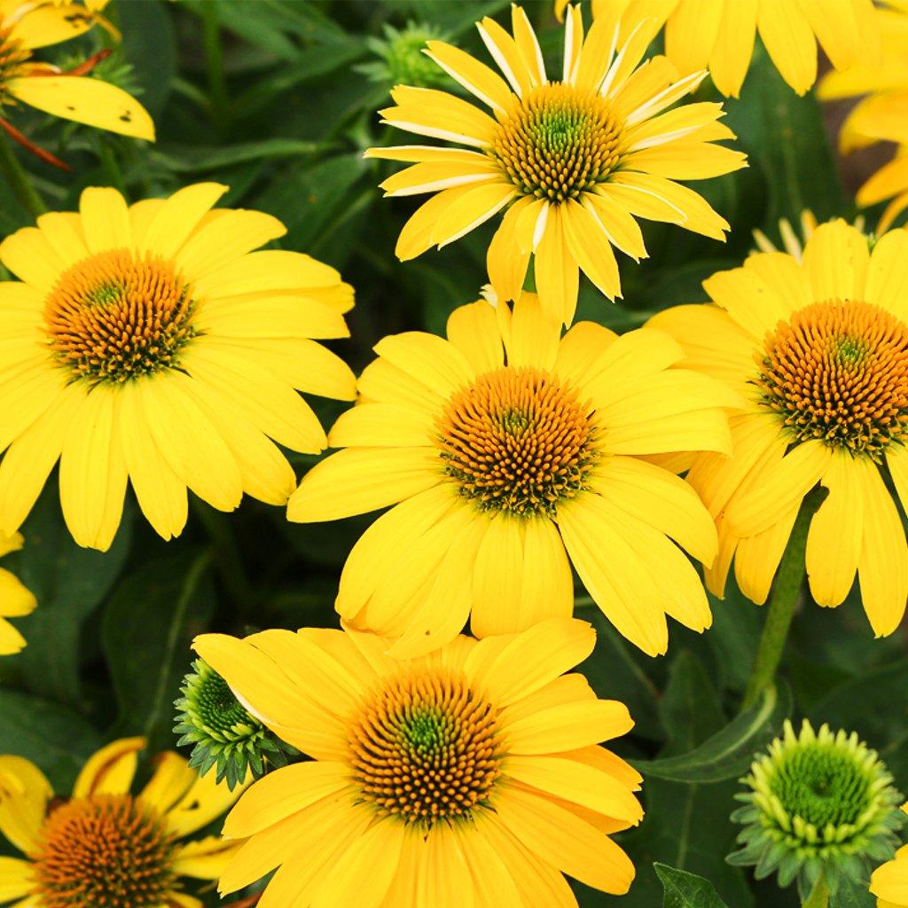 Sombrero® Lemon Yellow Improved Coneflower  # 1 Container