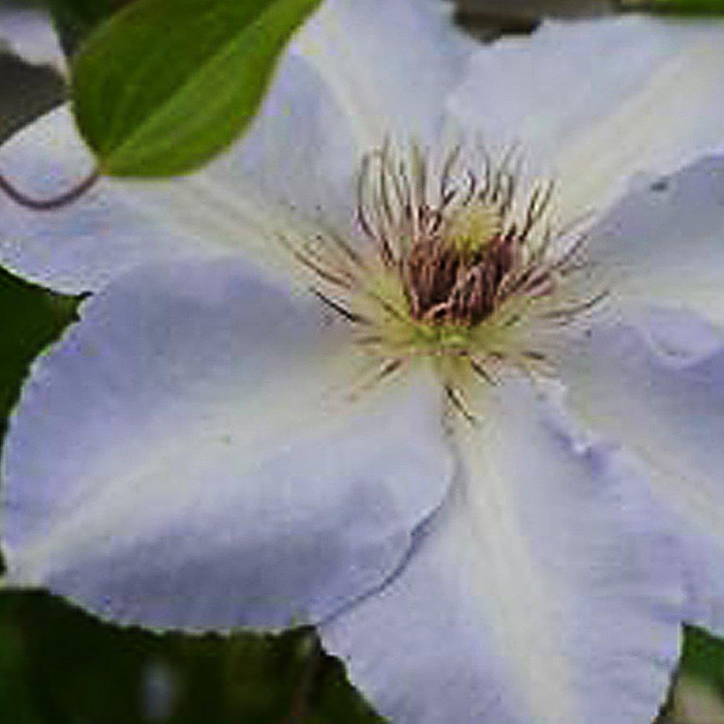 Tranquilite™ Clematis RE