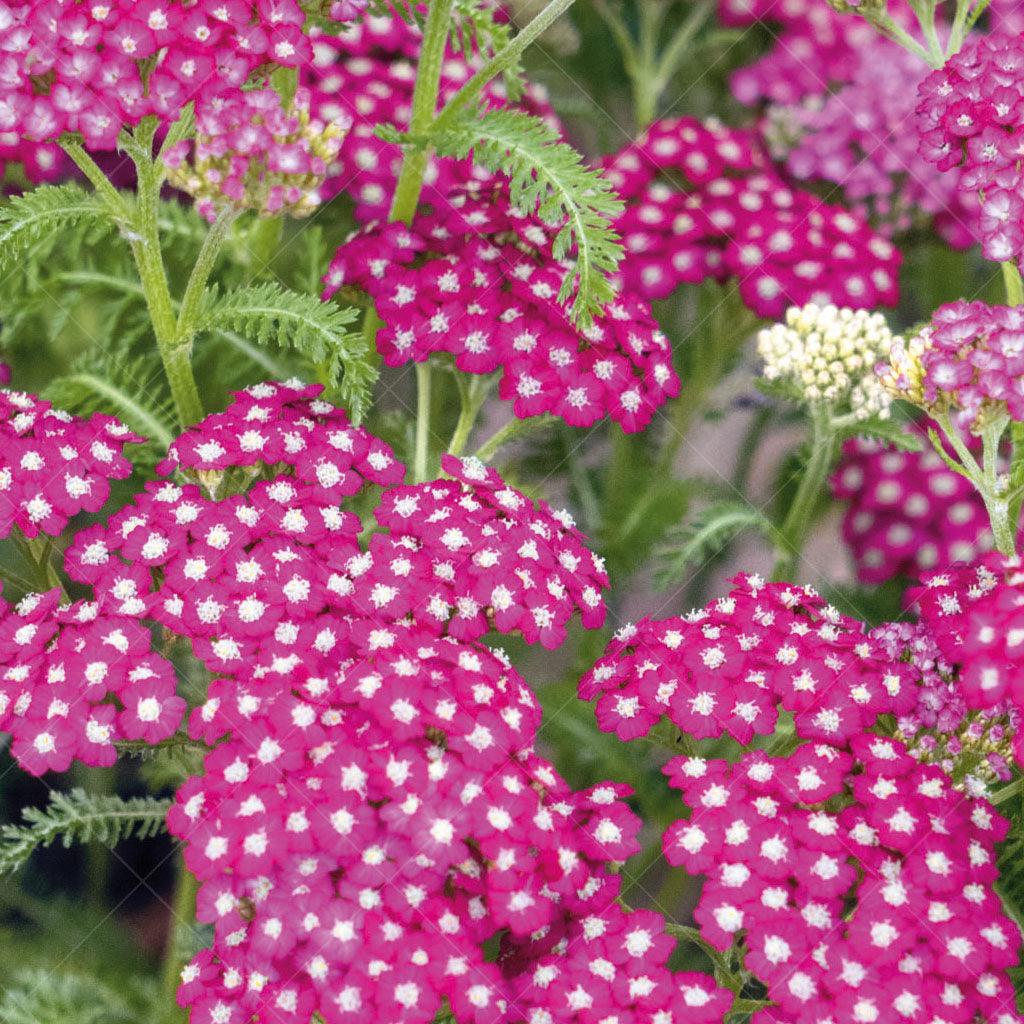 Introducing the New Vintage Violet Yarrow - a remarkable perennial that graces your garden with clusters of rich, violet flowers. This long-blooming plant ensures a vibrant display throughout the season, adding a burst of color to your landscape. 
