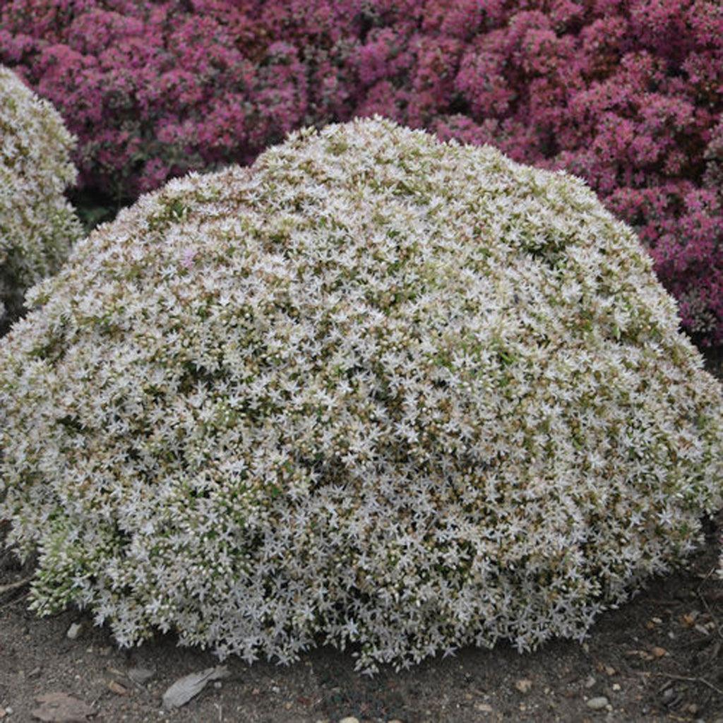 Rock 'N Grow® Bundle Of Joy Stonecrop Pw® # 1 PW Cont