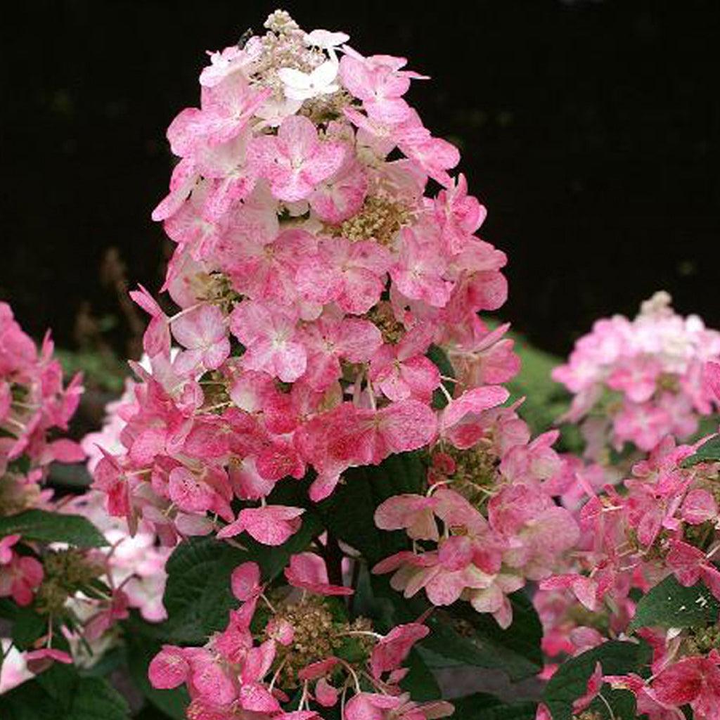 Magical® Fire Panicle Hydrangea