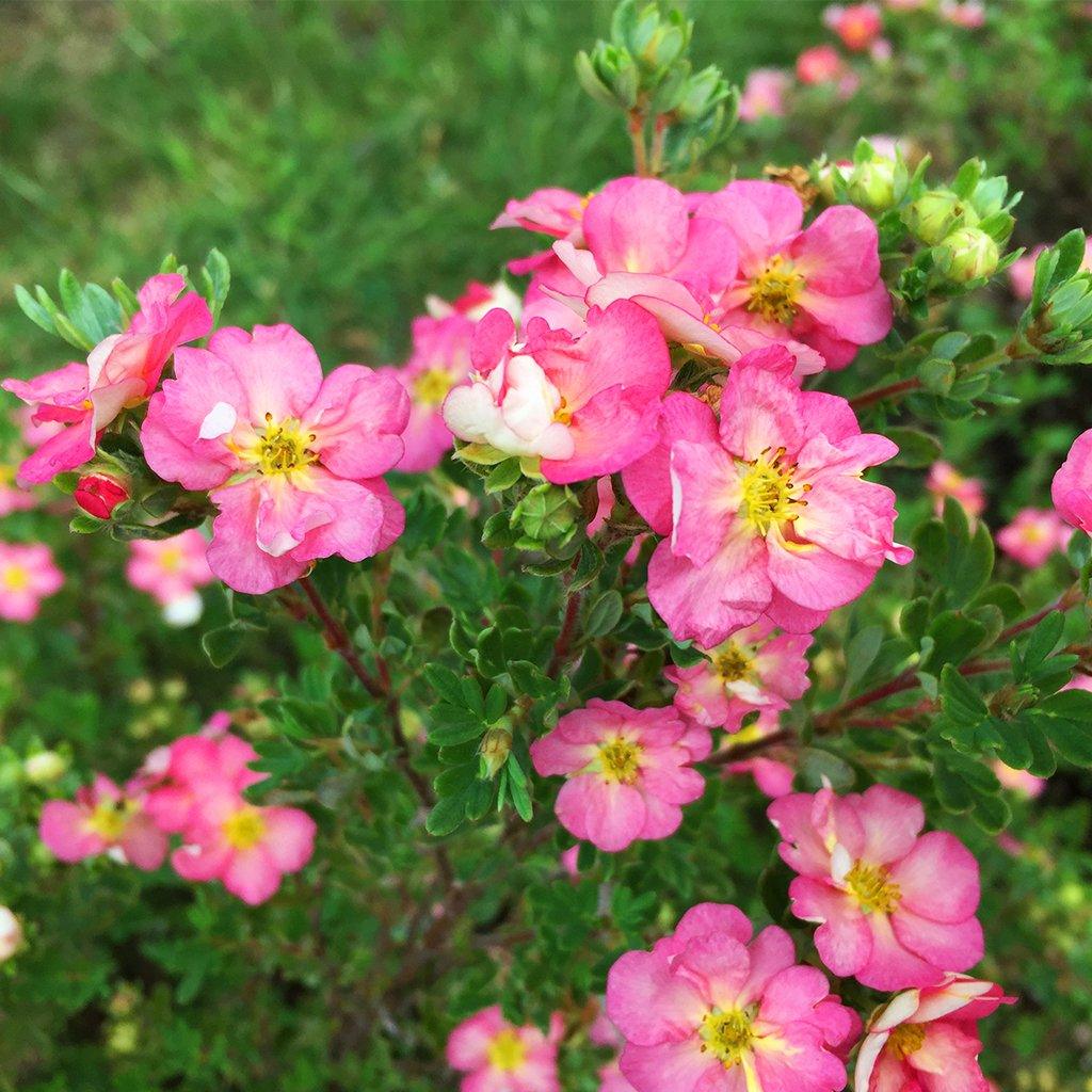 Happy Face Hearts® Bush Potentilla PW® # 2 PW Cont