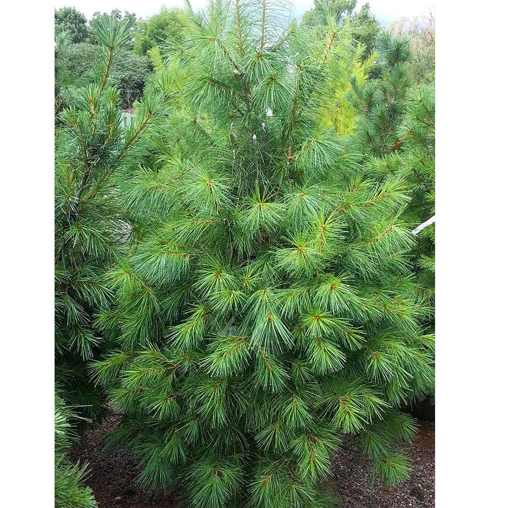 Eastern White Pine # 5 Container (80cm)