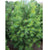Eastern White Pine # 5 Container (80cm)