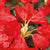 A stunning addition to any garden. With deep red flowers, blooming in mid-spring and with glossy green foliage, this Rhododendron adds a dramatic flare. Thriving in partial shade and acidic soil, this plant is suited for gardens in cooler climates and can also be used as border plant. Spreads 6-8 feet with matching height and is suited for hardiness zones 5-8. 