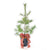 Eastern White Pine - Live Potted Christmas Tree - #2 XM