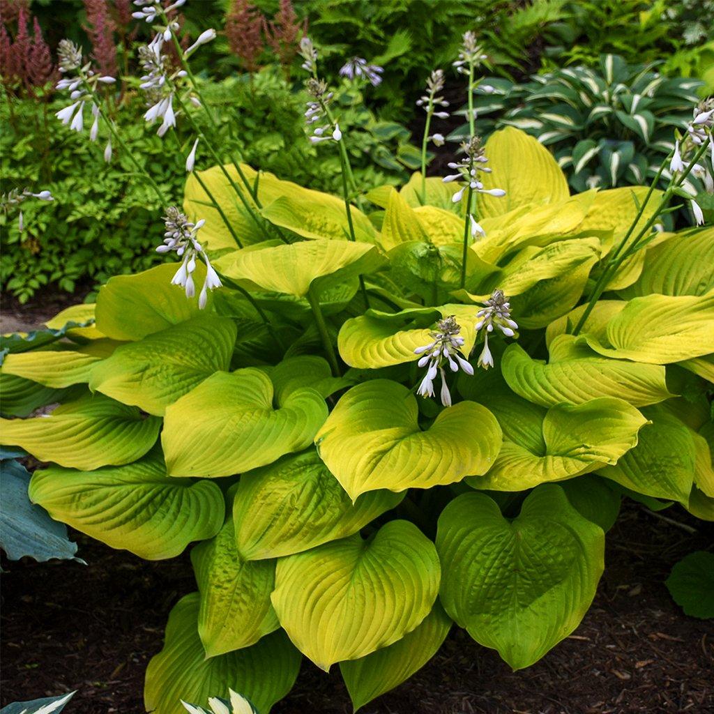 Age of Gold Hosta  # 1 SGC Cont