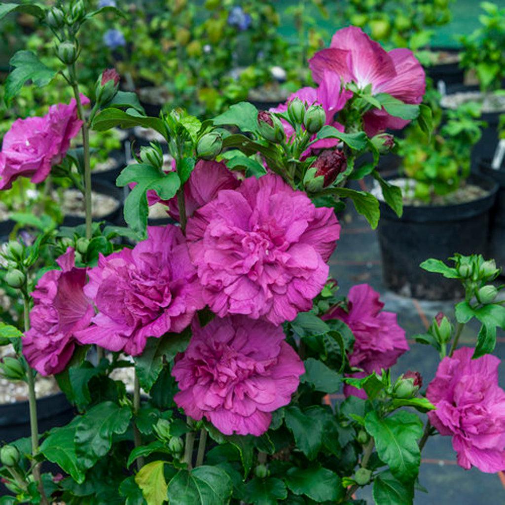 Magenta Chiffon® Rose Of Sharon Pw® # 2 PW Cont