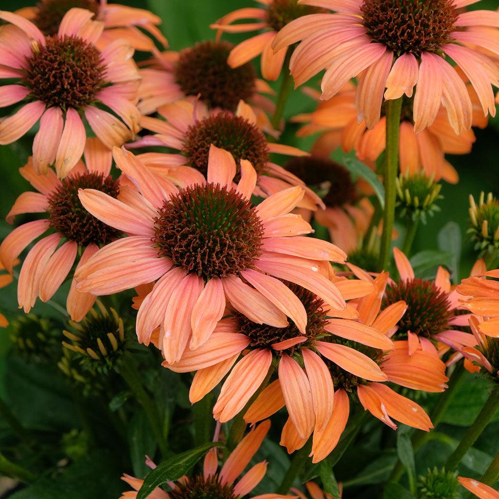 Butterfly® Orange Skipper Coneflower #2 SGC Cont