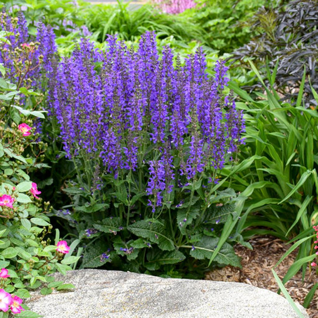 Color Spires® Indiglo Girl Perennial Sage Pw® # 1 PW Cont