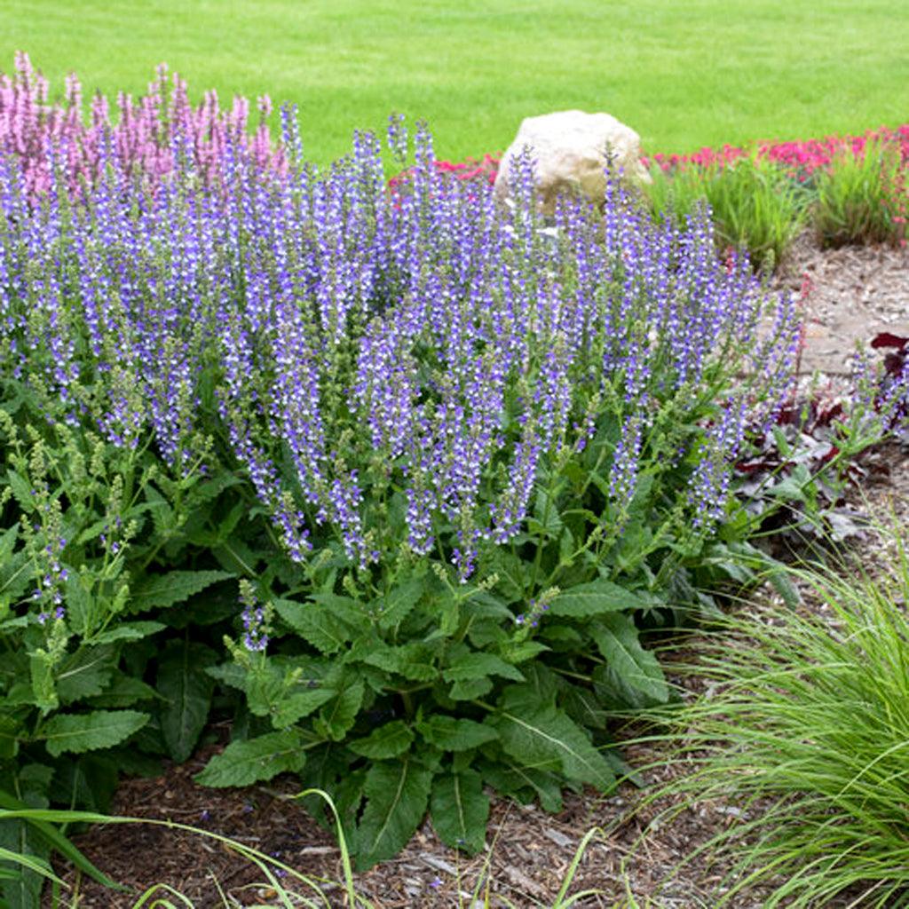 Color Spires® Azure Snow Perennial Sage is a striking perennial that showcases deep violet blue and white bicolour flower spikes. These exquisite blooms sit atop a mounded, aromatic foliage, adding texture and fragrance to your garden. The vibrant flowers are not only visually appealing but also attract a variety of pollinators, including bees, butterflies, and hummingbirds, bringing life and movement to your outdoor space.
