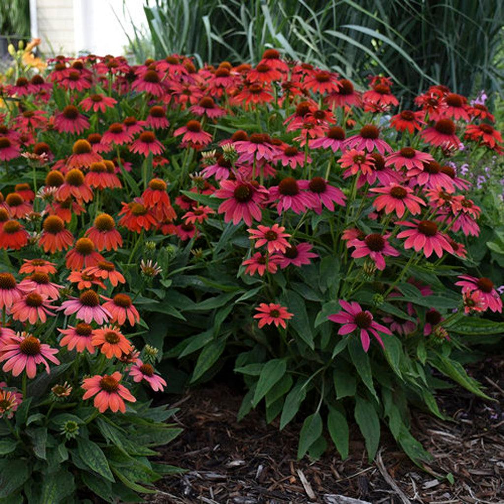 Lakota® Fire Coneflower Pw® # 1 PW Cont