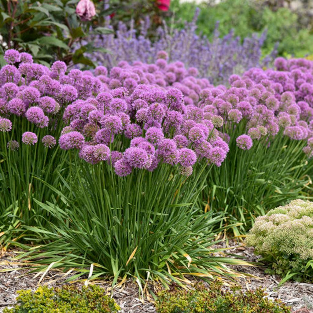 Serendipity Flowering Onion is a captivating perennial featuring rosy-purple globe flowers that beautifully contrast against its striking blue foliage. The flowers emerge atop the plant, creating an eye-catching display. When the leaves are crushed, they release a distinct onion fragrance, adding an interesting sensory element to your garden. This plant is a magnet for bees and butterflies, drawing them in with its abundant nectar and providing a valuable food source for these pollinators.