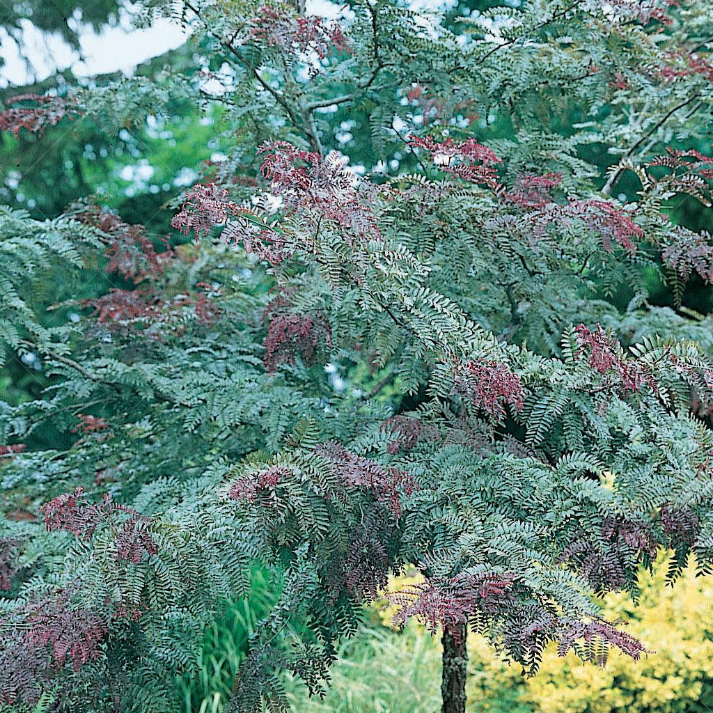 Ruby Lace Thornless Common Honeylocust