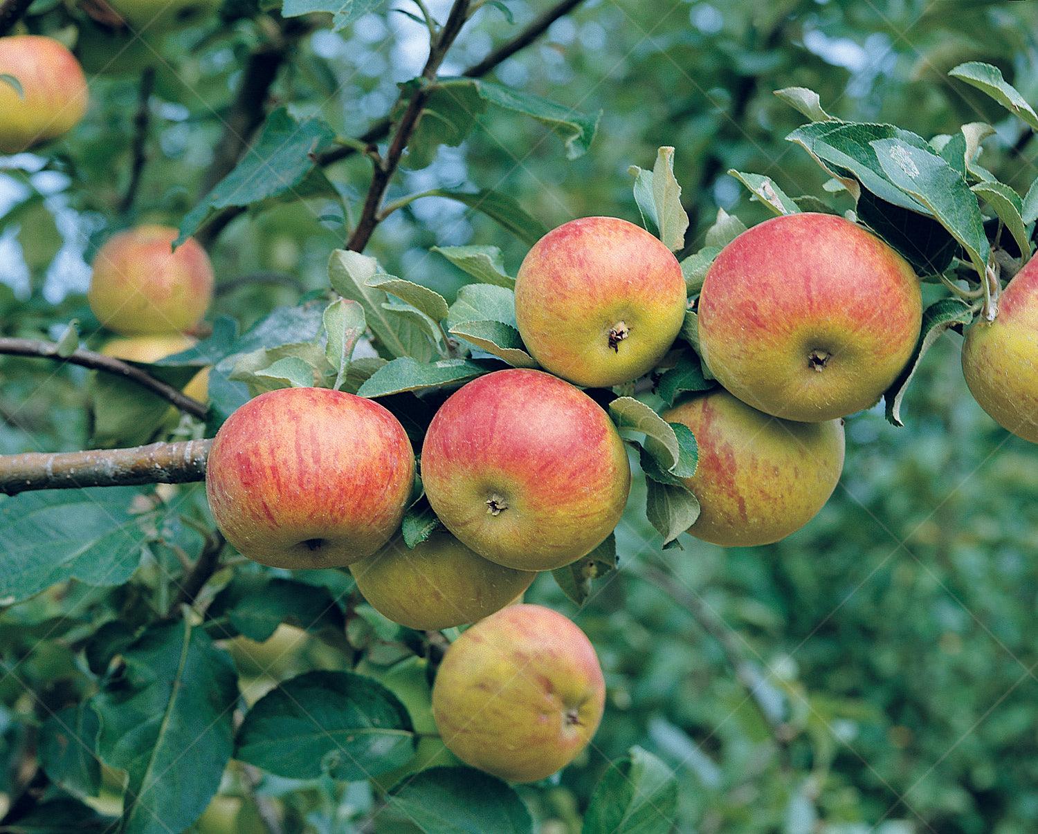 Cox Orange Pippin Apple Semi-Dwarf Tree