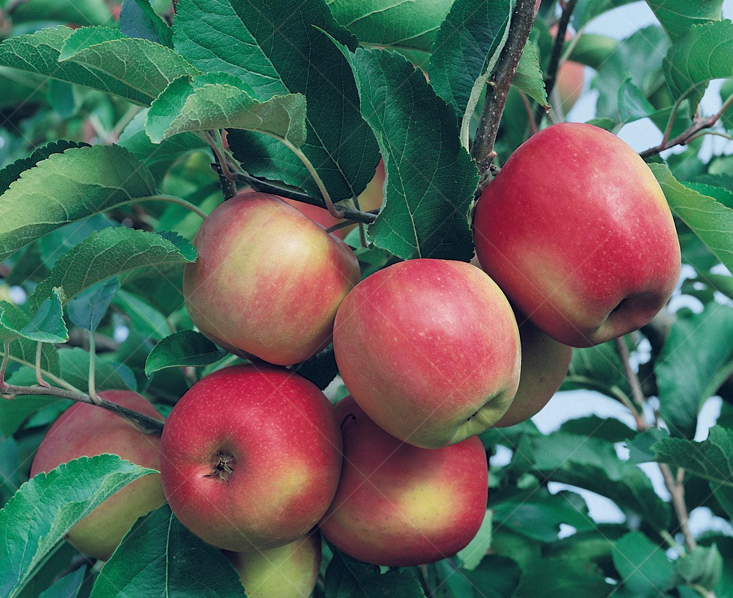This mini-dwarf tree features apples with a unique and distinctive pink blush over a yellow or green base, making them a sight to behold. The flavor of Pink Lady® apples is a delightful combination of tartness and sweetness, creating a truly exceptional taste experience. With a growth range suitable for zones 5 to 9, this apple tree adapts well to a variety of climates, making it a versatile choice for apple lovers across different regions.