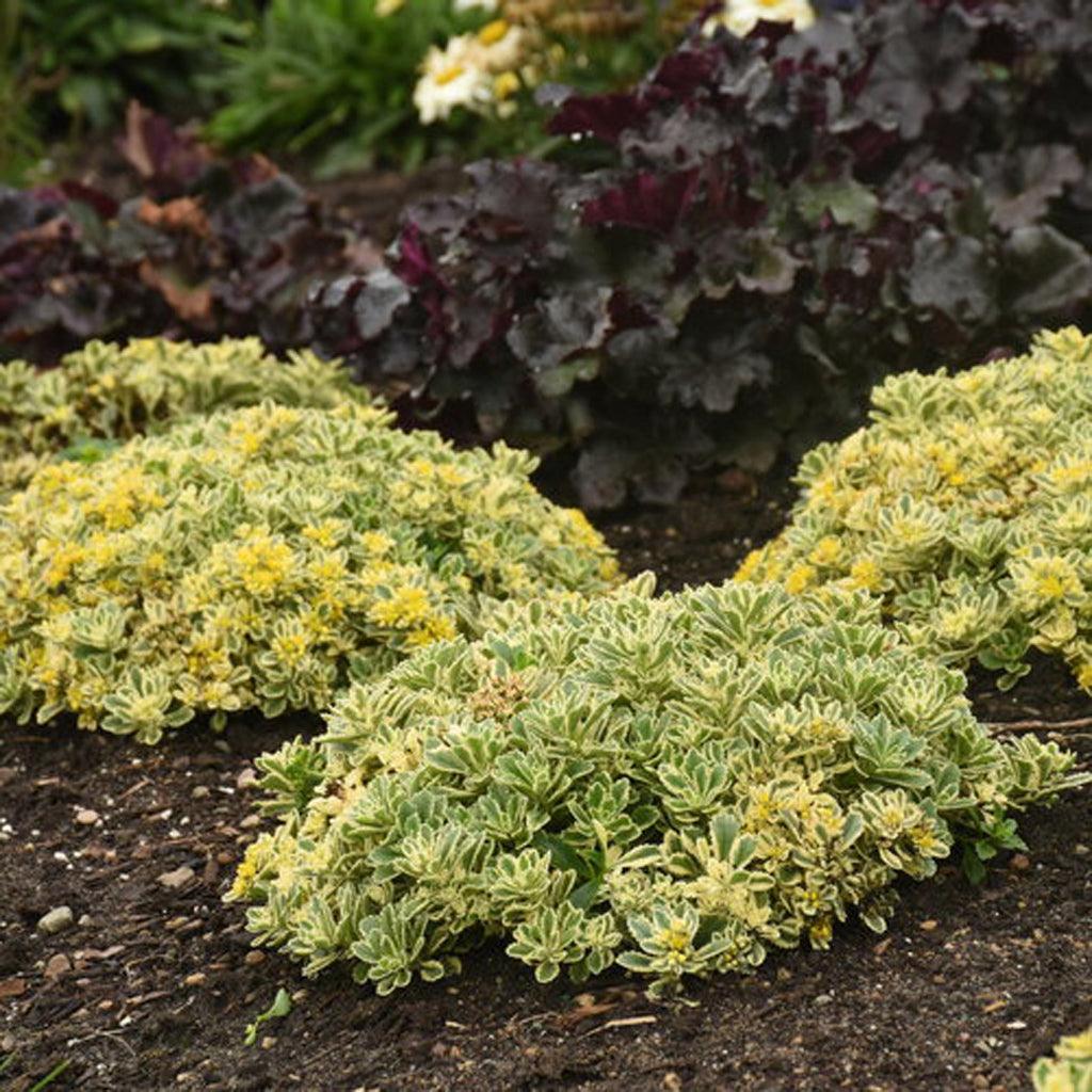 Rock 'N Low® Boogie Woogie Stonecrop is a stunning groundcover that features striking green and cream variegated foliage. This low-growing plant forms a dense mat of foliage, providing excellent coverage for the ground. In early summer, it produces clusters of vibrant yellow flowers that add a burst of color to the landscape. These flowers are not only visually appealing but also attract bees and butterflies, contributing to the overall beauty and biodiversity of the garden.