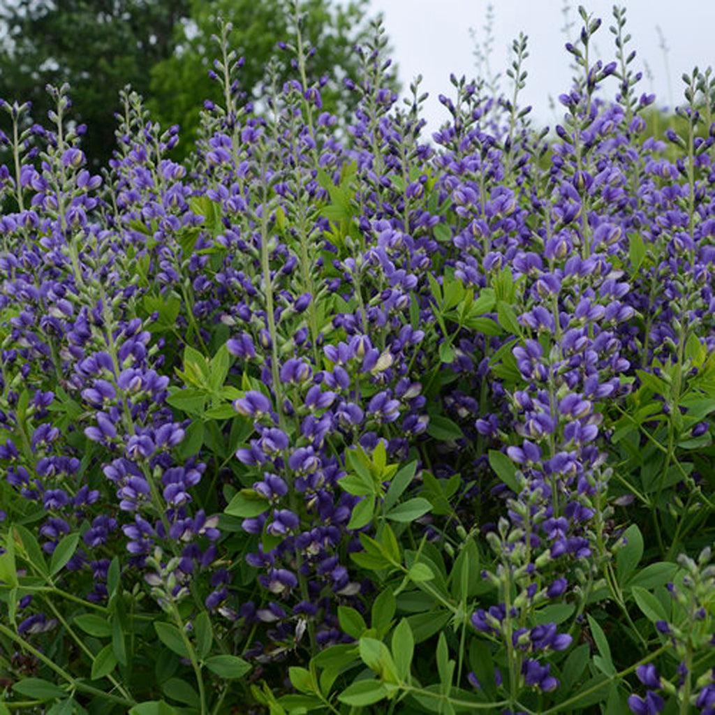 Decadence® Blueberry Sundae False Indigo is a stunning perennial plant that showcases indigo blue spires of flowers atop a compact, upright mound of blue-green foliage. This plant&#39;s vibrant and eye-catching blooms not only add a pop of color to the garden but also attract beneficial pollinators such as bees and butterflies, contributing to a thriving ecosystem. 