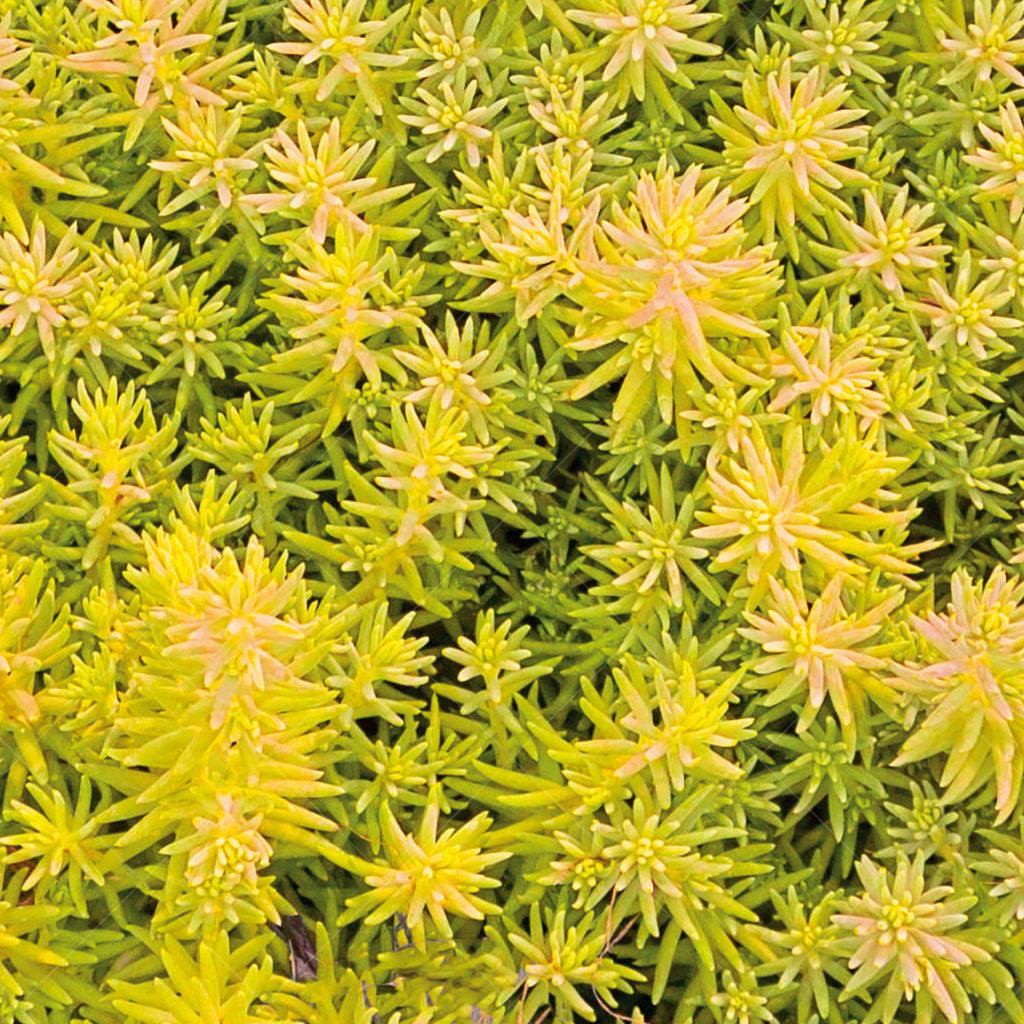 This unique variety is the world&#39;s first non-blooming Angelina-type Sedum, offering a fascinating twist to the traditional flowering sedums. While most sedums are known for their vibrant blooms, this particular cultivar captivates with its stunning foliage alone. The leaves, reminiscent of the Angelina sedum, feature a beautiful blend of yellow, green, and orange hues, creating a striking visual display. 