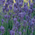 This versatile plant not only conserves water but also attracts a myriad of graceful butterflies, making it a delightful addition to any garden. Whether used for mass planting, where its compact growth and captivating purple blooms create a stunning visual display, or in rock gardens, where its aromatic foliage and charming flowers effortlessly blend with the surroundings, 'Essence Purple' English Lavender adds an air of elegance and tranquility. Spreads 45cm to 60cm, ideal for zones 5-9. 