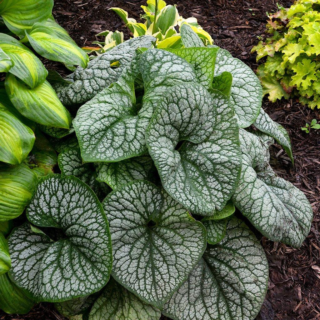 Jack Of Diamonds Siberian Bugloss Pw® # 1 PW Cont