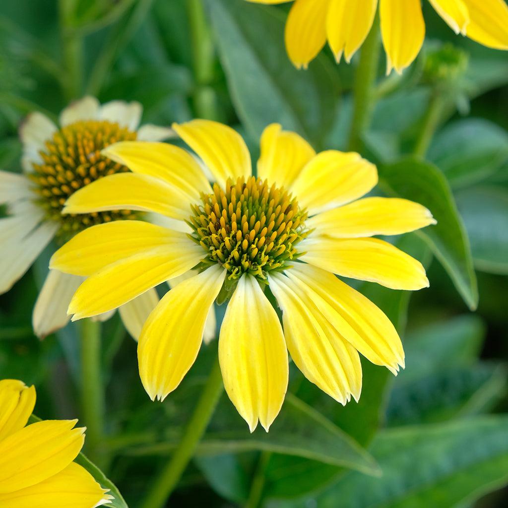 Sombrero® Summer Solstice Coneflower #1 CG