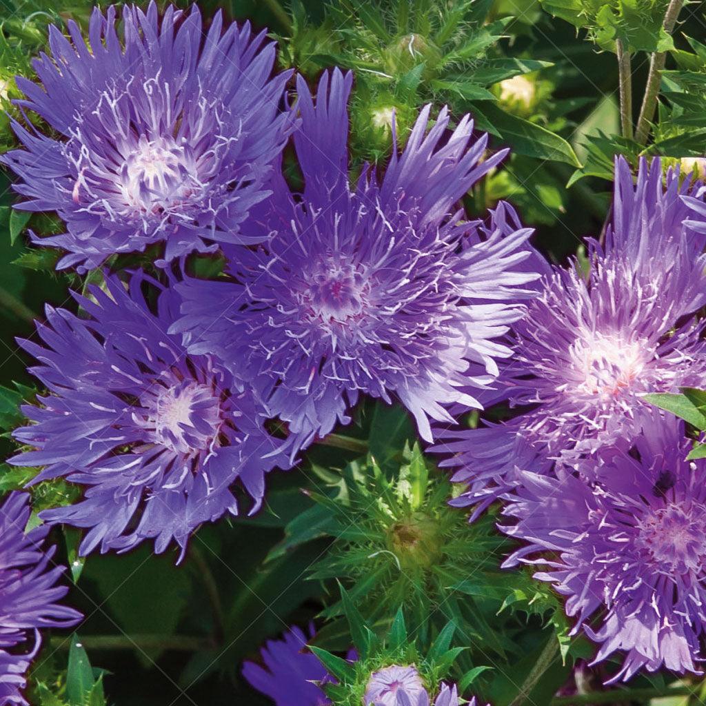 This perennial plant showcases beautiful daisy-like flowers in shades of purple and lavender, with a unique and eye-catching yellow center. The flowers bloom abundantly in summer, creating a cheerful and colorful display. The foliage of Peachie's Pick Stokes' Aster is dense and lush, providing an attractive backdrop for the blooms. 
