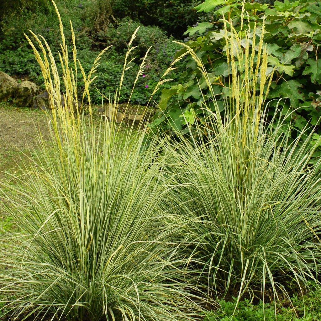 Introducing the Overdam Variegated Feather Reed Grass #5 CG - a stunning dwarf ornamental grass that brings both texture and elegance to your garden. With its upright growth habit, this grass displays striking broad streaks of ivory throughout its foliage, creating a captivating, variegated effect. In