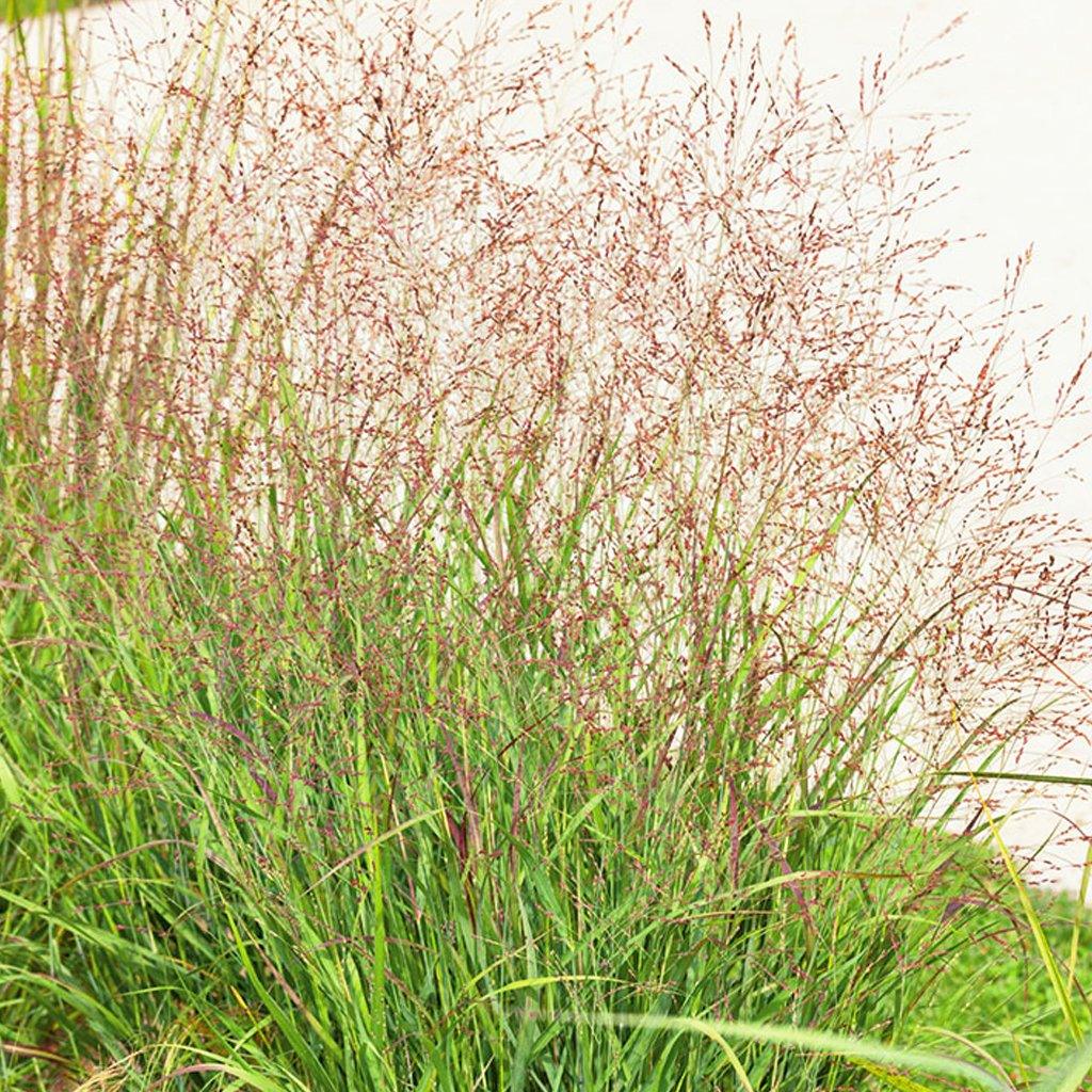 Whether you're creating mass plantings, seeking a wind screen for privacy, showcasing a striking specimen plant, opting for drought-tolerant options, or exploring container gardening, this grass is the perfect choice. With its graceful form and reddish-burgundy foliage, it adds texture and movement to your landscape