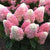 Pink Avalanche Panicle Hydrangea
