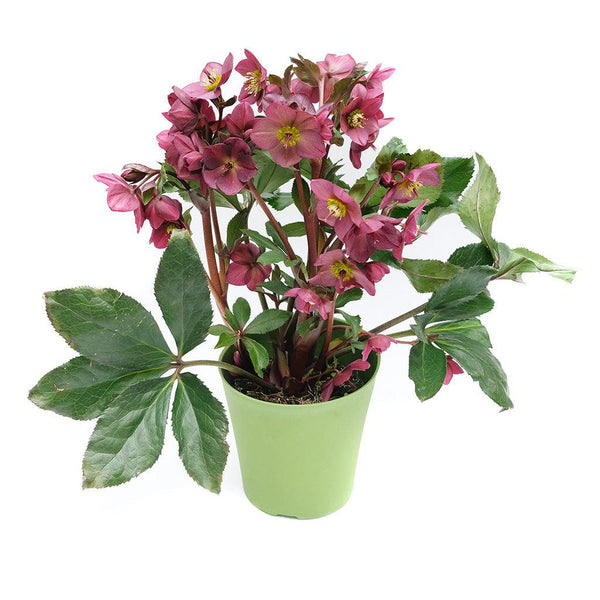 Gold Collection® Ice N' Roses® Red Lenten Rose - Sheridan Nurseries