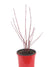 Red-Osier Dogwood - Live Potted Christmas Tree - #2 XM