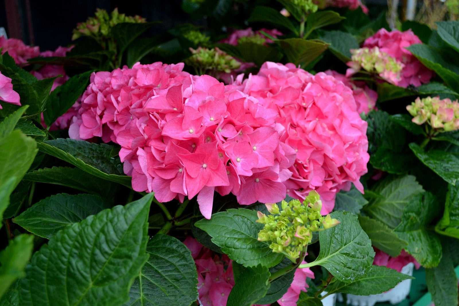 Cityline® Vienna Bigleaf Hydrangea PW®