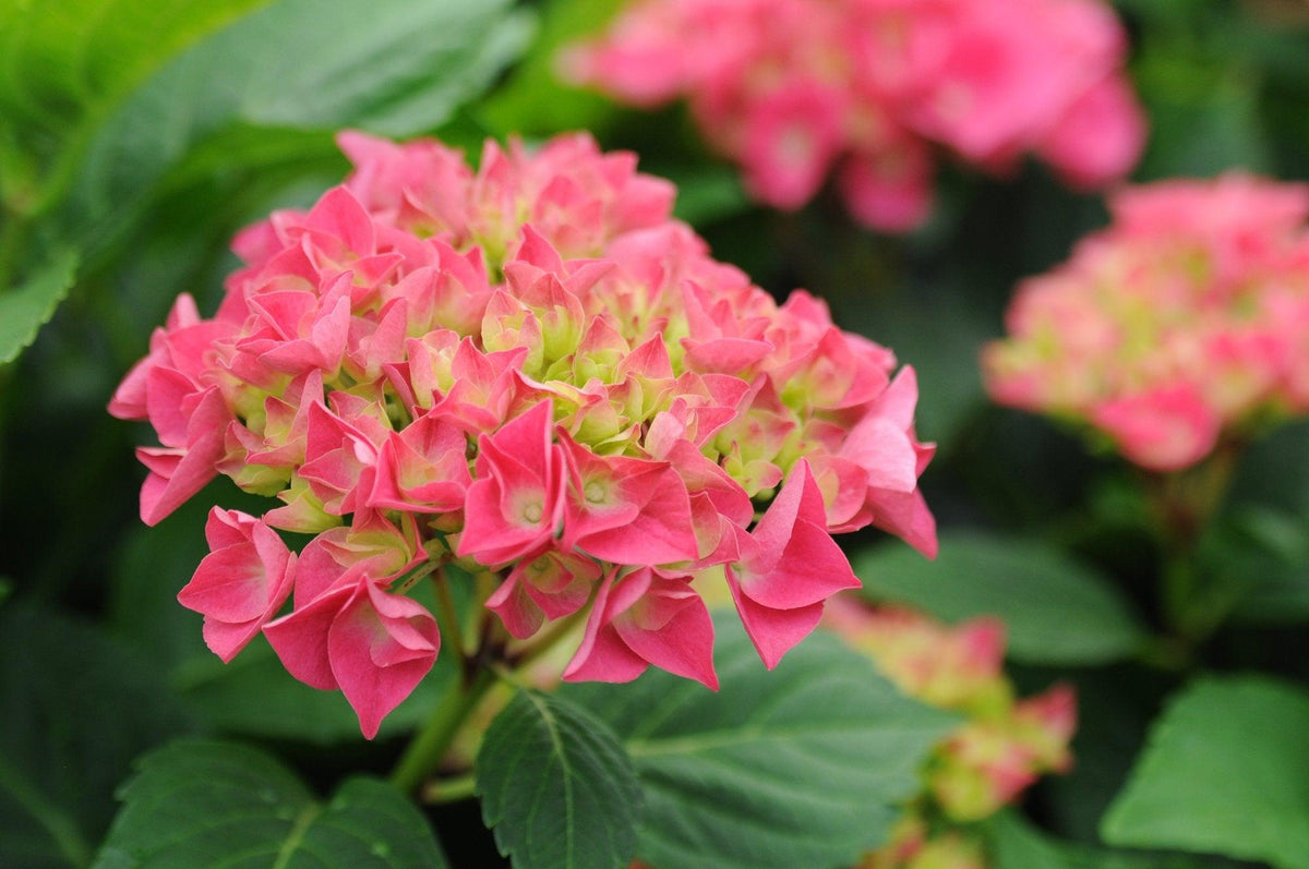 Cityline® Vienna Bigleaf Hydrangea PW®