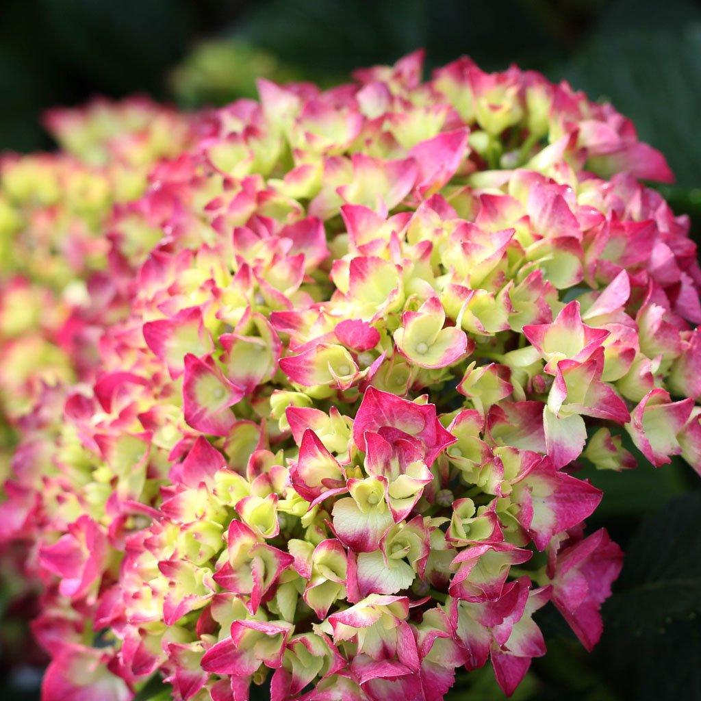 Cityline Paris Big Leaf Hydrangea PW